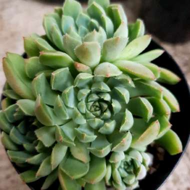 Echeveria Mystery Madam