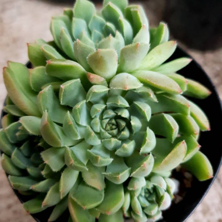 plant image 937852