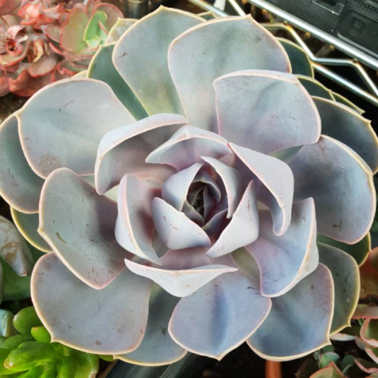 plant image 937941