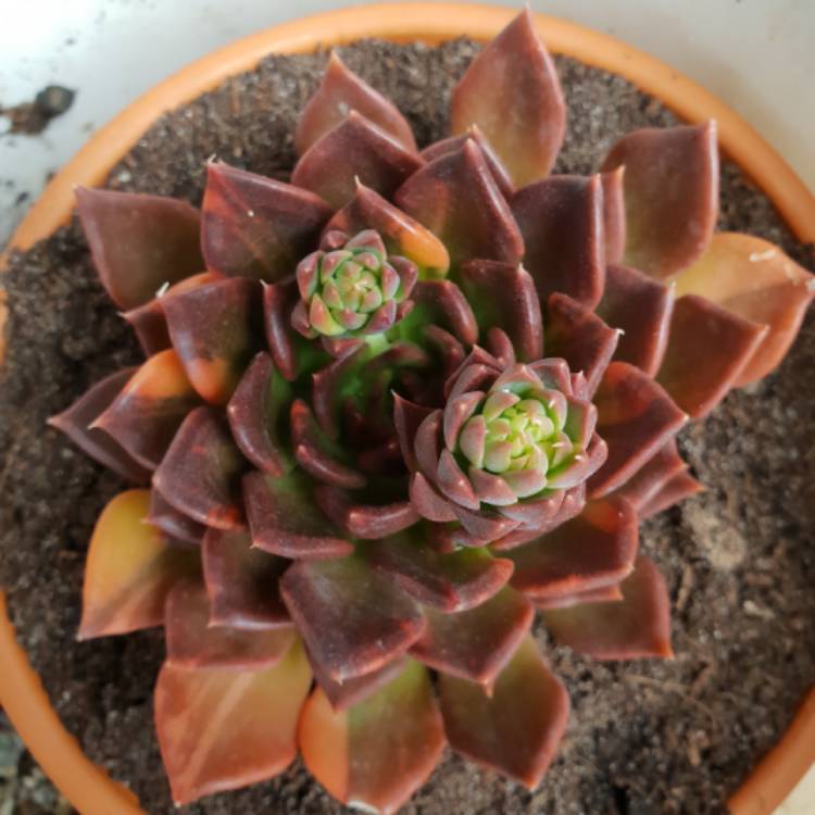 Echeveria Black Prince Variegata, Echeveria 'Bess Bates