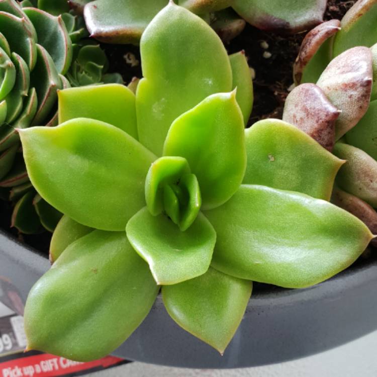 Plant image Echeveria Green Star