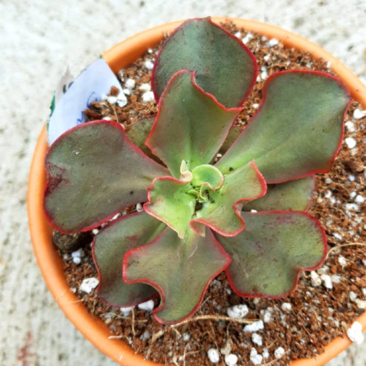 plant image 944105