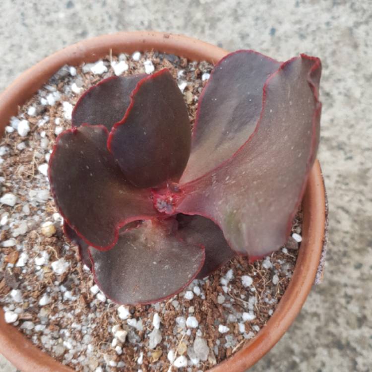 plant image 949688