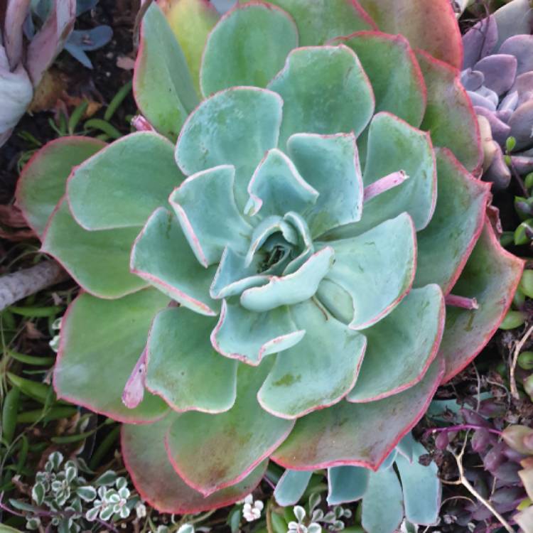 plant image 949822