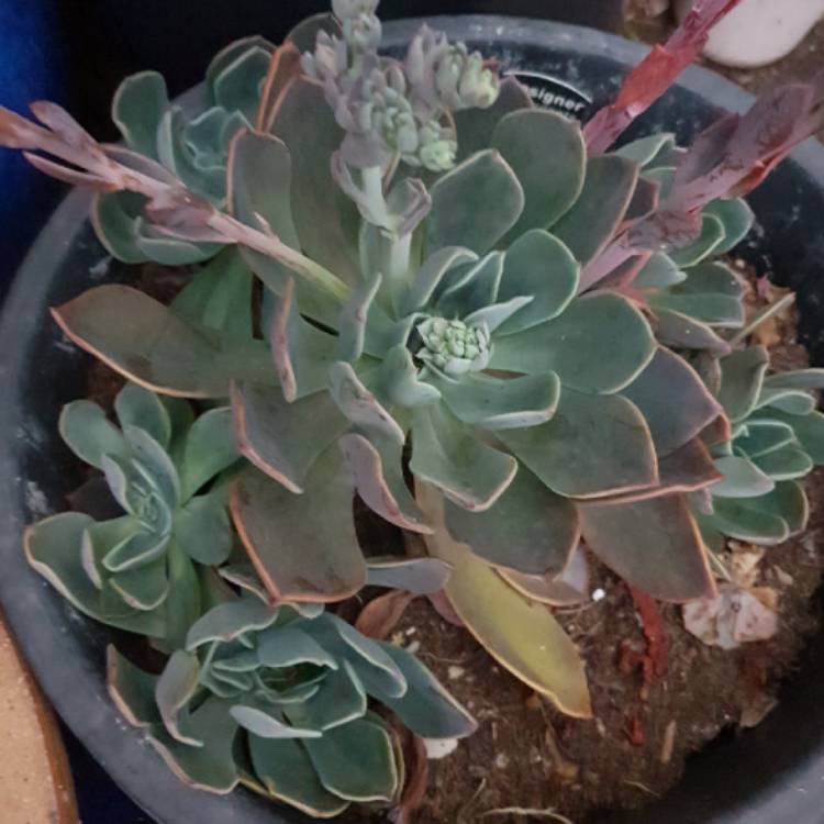 Plant image Echeveria Blue Prince