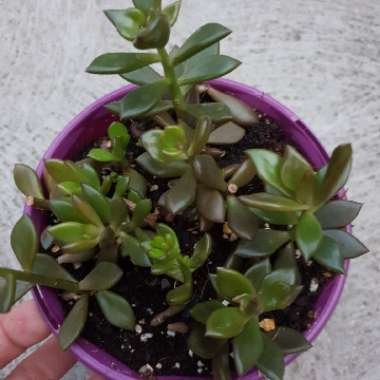 x Lenopetalum 'Chocolate'