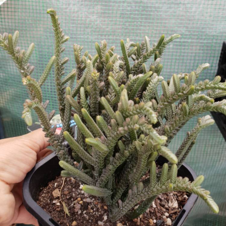 Plant image Crassula lycopodioides var. purpusii syn. Crassula muscosa