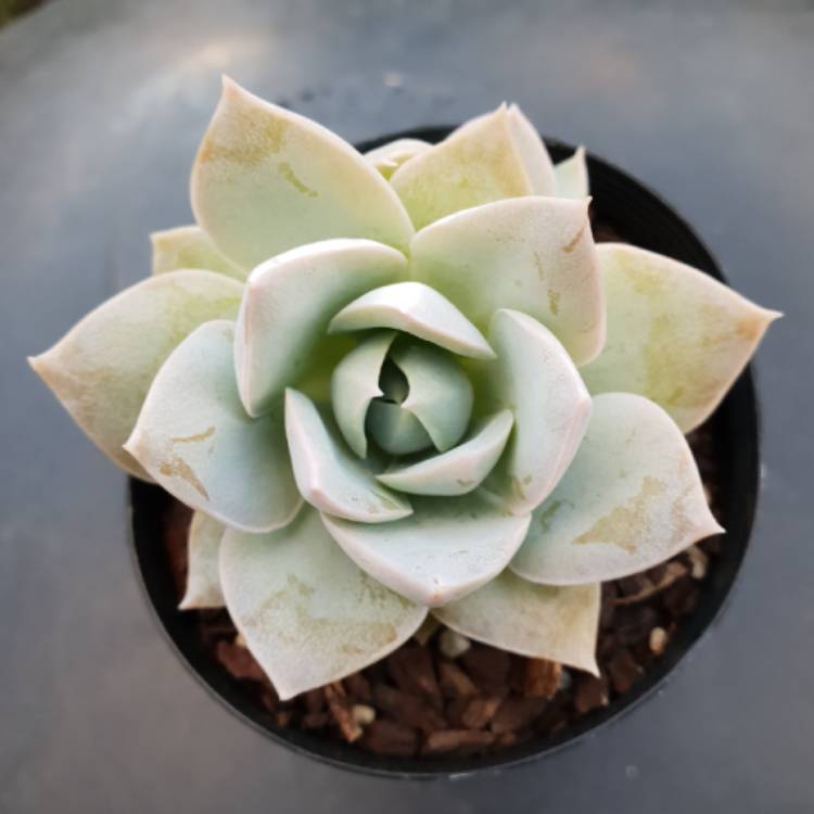 Plant image xSedeveria Blue Lotus