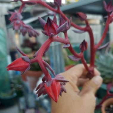Echeveria Cerise