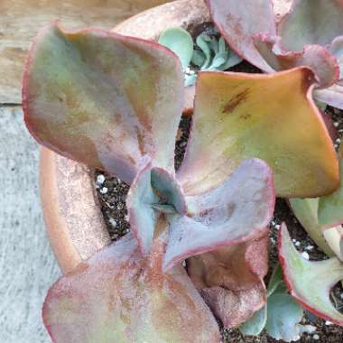 Echeveria Strawberry Paddle
