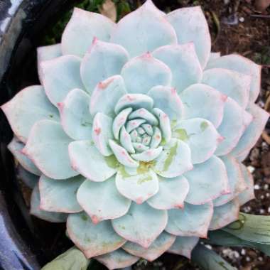 Echeveria Blue Bird