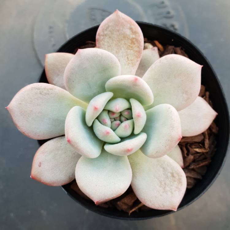 Plant image Echeveria Laui x Champagne