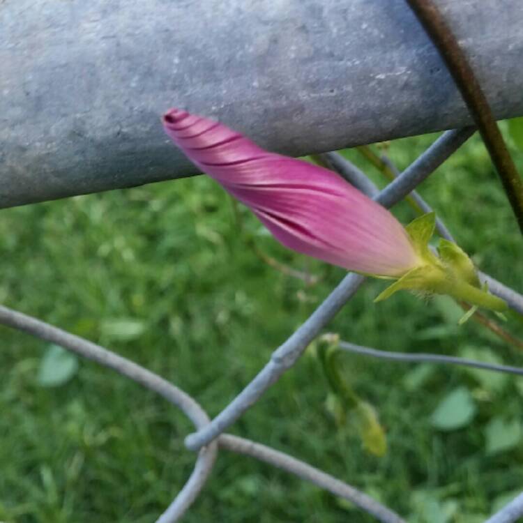 Plant image Ipomoea purpurea 'Grandpa Ott'
