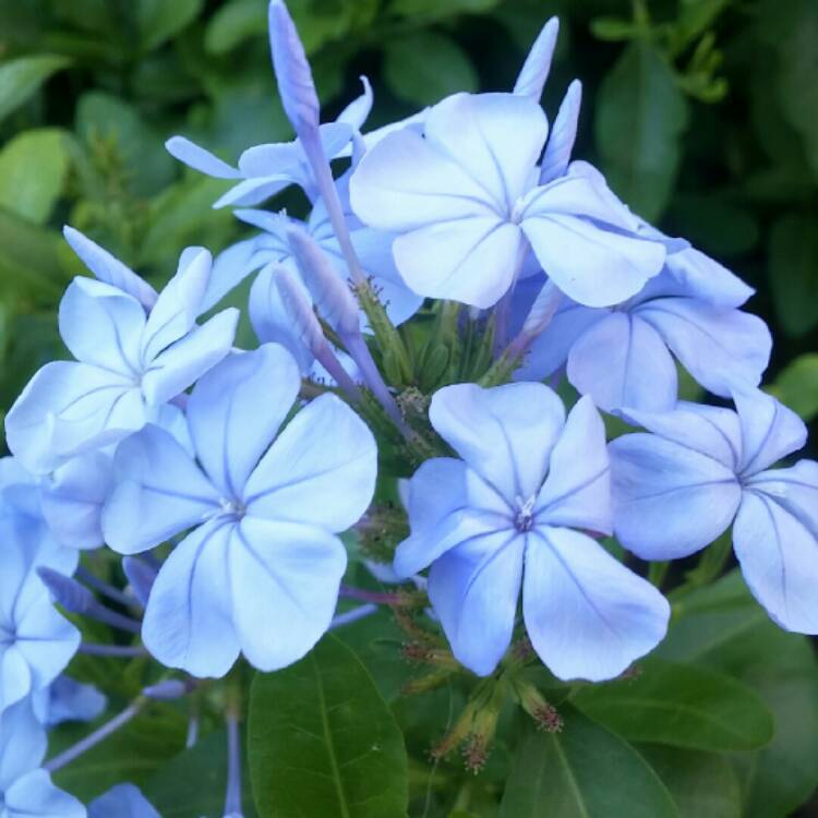 Plant image Plumbago auriculata  syn. Plumbago capensis