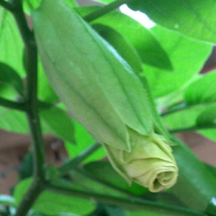 Plant image Brugmansia 'Sunray'