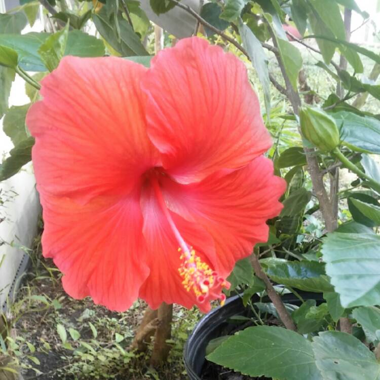 Plant image Hibiscus rosa-sinensis red variety
