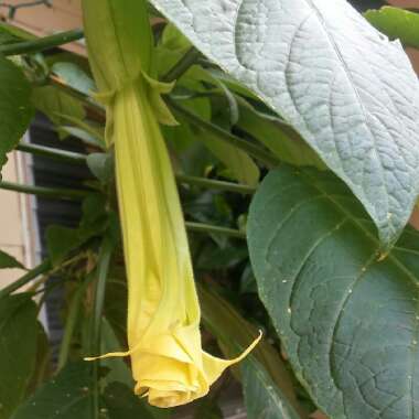 Brugmansia