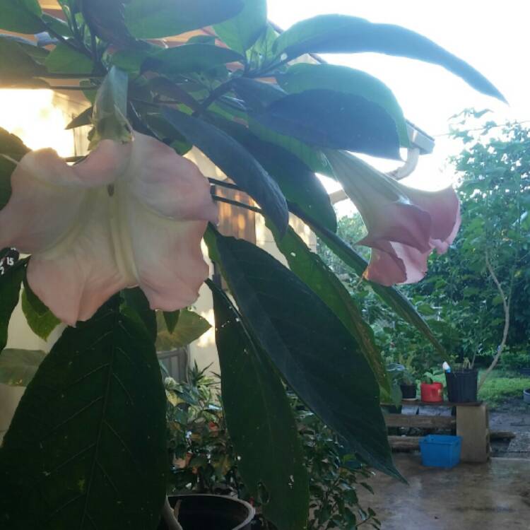 Plant image Brugmansia
