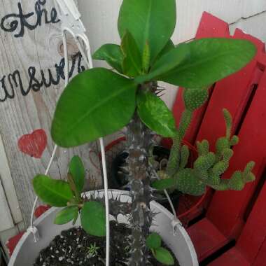 Euphorbia milii
