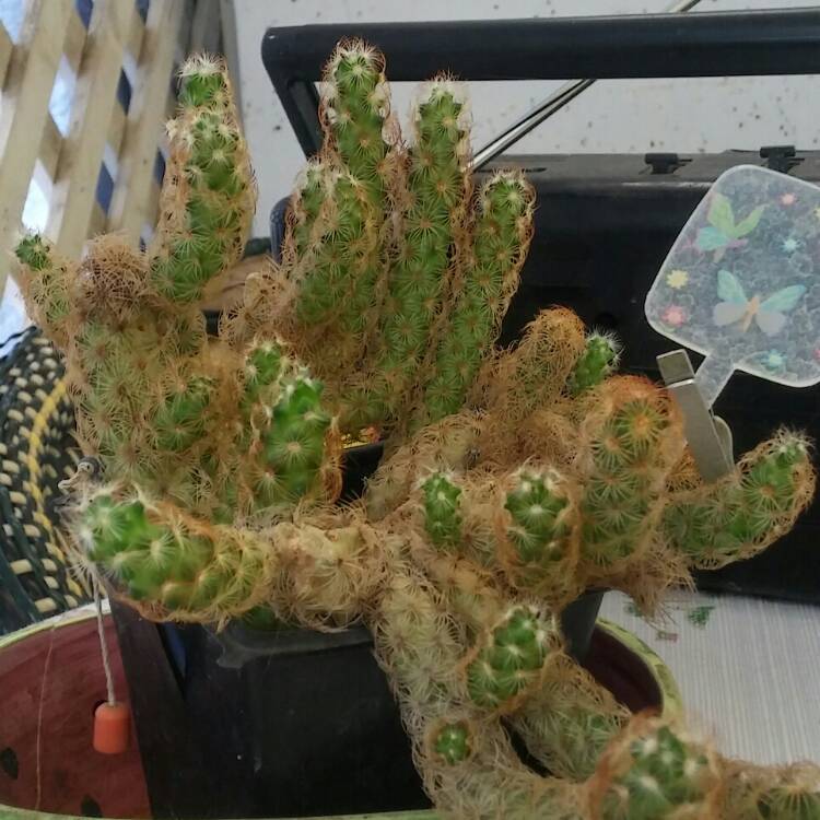 Plant image Mammillaria elongata