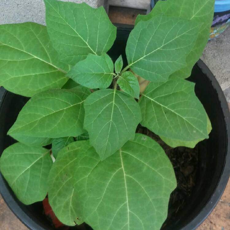 plant image 1100801