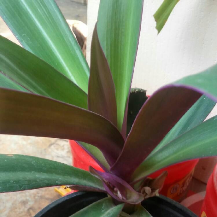 Plant image Tradescantia spathacea  syn. Rhoeo spathacea, Rhoeo discolor