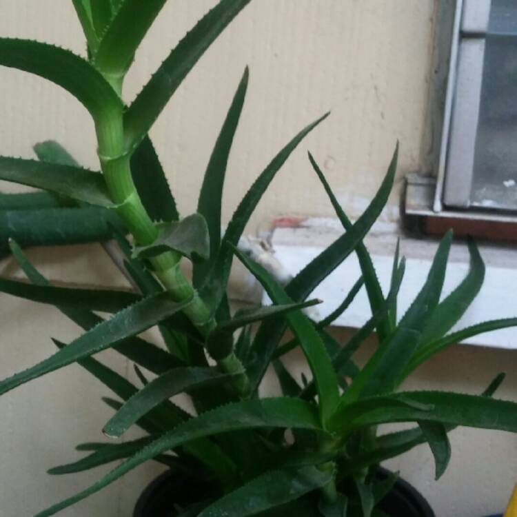 Plant image Aloe Ciliaris
