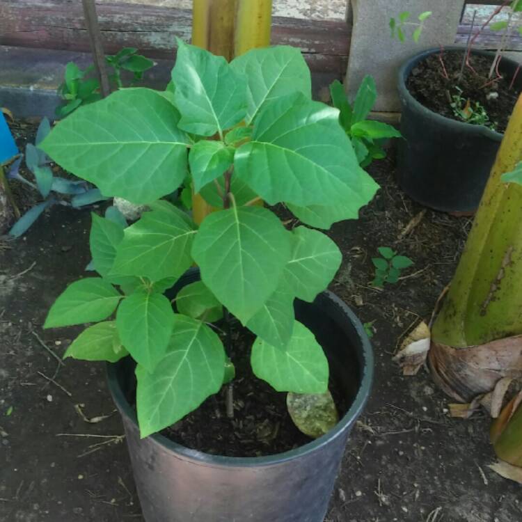 plant image 1118034
