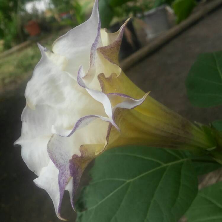 Plant image Datura metel 'Double Blackcurrant Swirl'