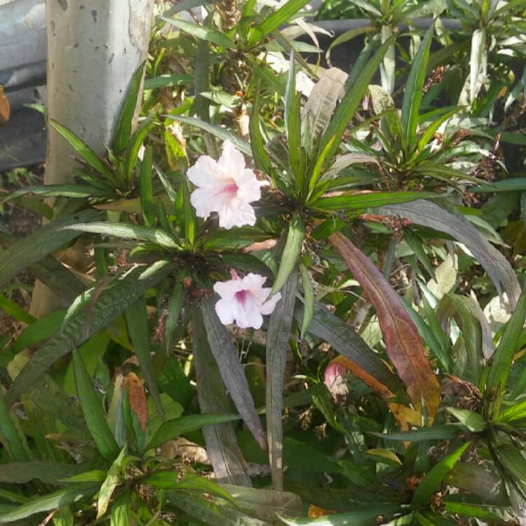 Plant image Ruellia simplex