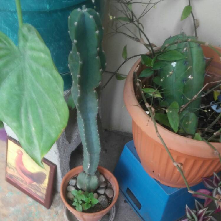 Plant image Trichocereus pachanoi syn. Echinopsis pachano