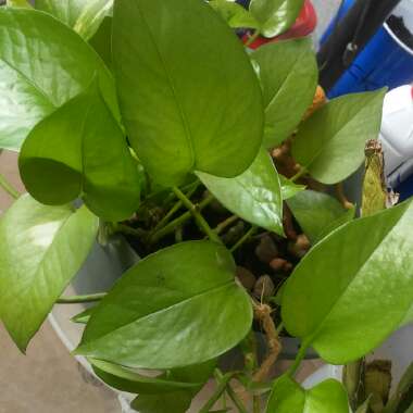 Epipremnum aureum  syn. Epipremnum pinnatum 'Aureum', Scindapsus aureus, Pothos aureus, Rhaphidophora aurea