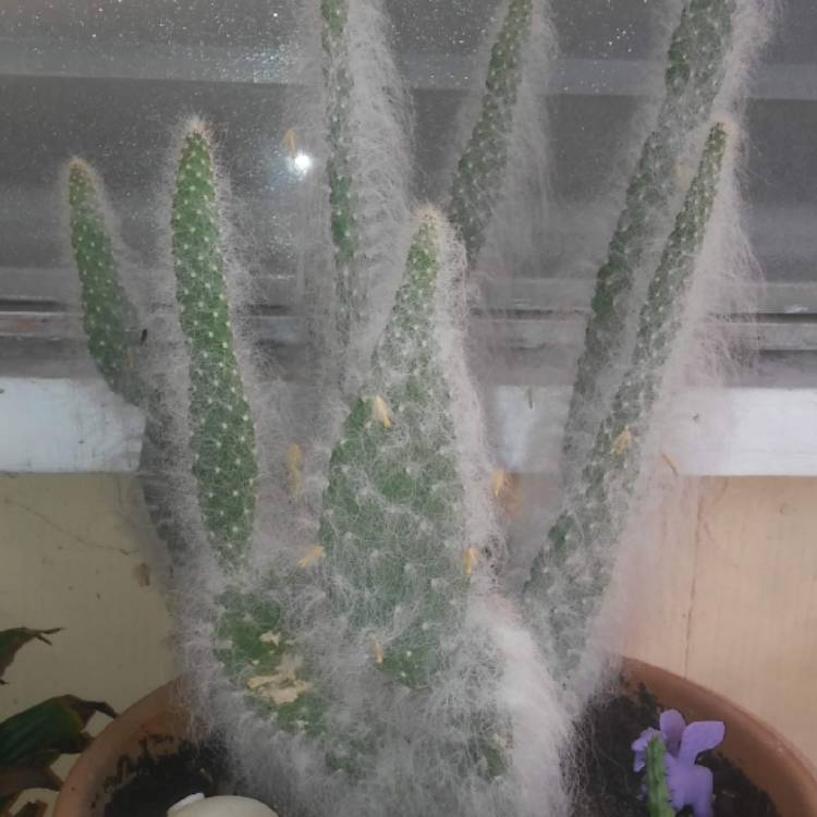 Plant image Opuntia erinacea ursine