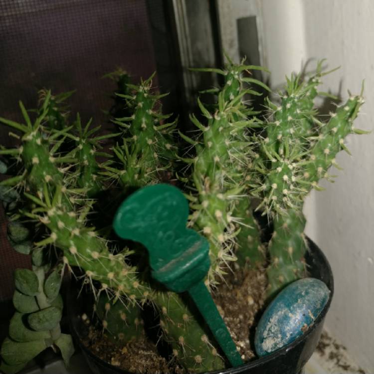 Plant image Cylindropuntia