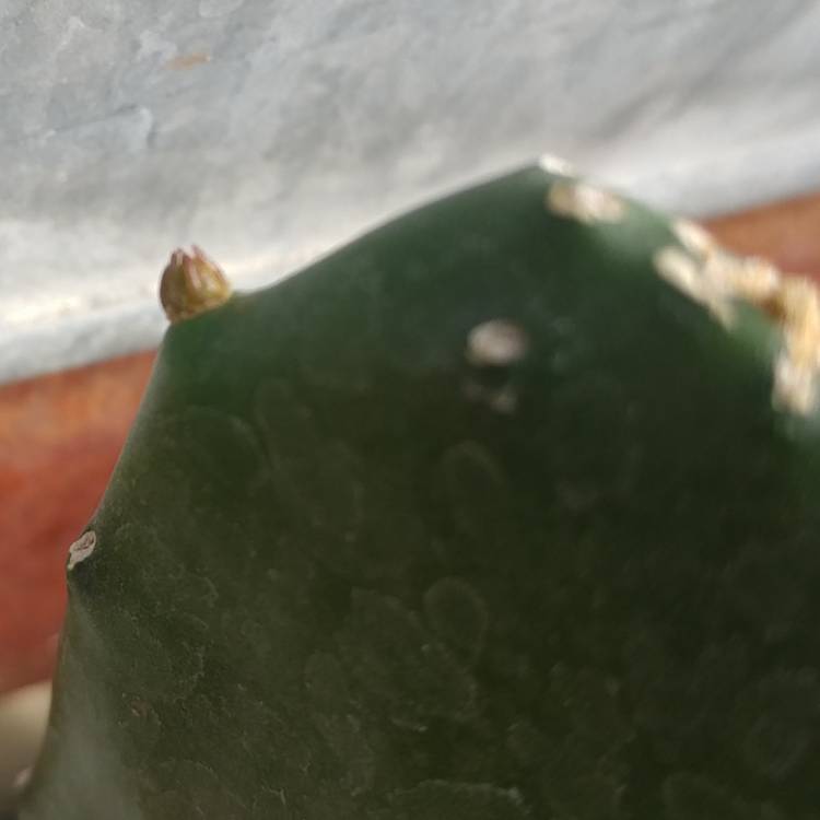 Plant image Opuntia cochenillifera syn. Nopalea cochenillifera