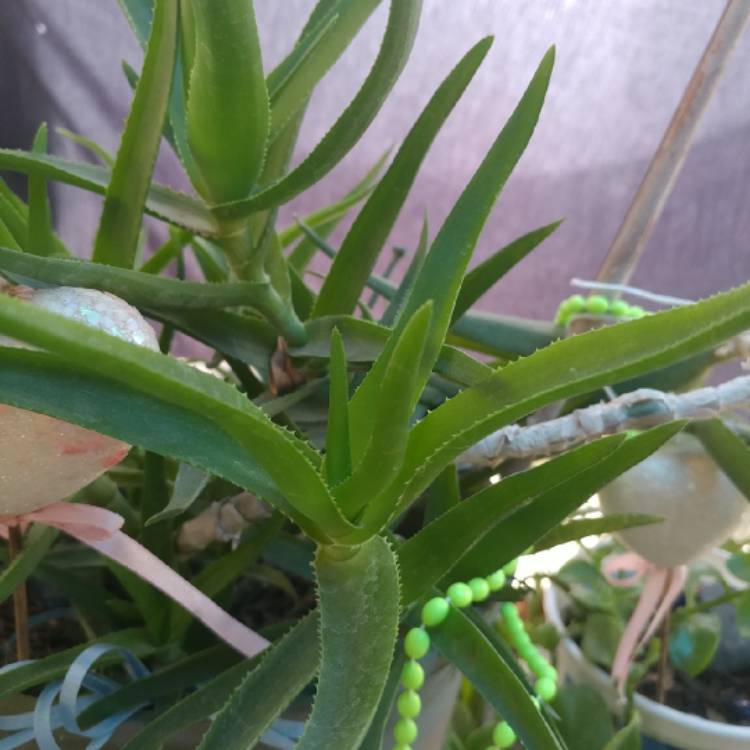 plant image 1436047