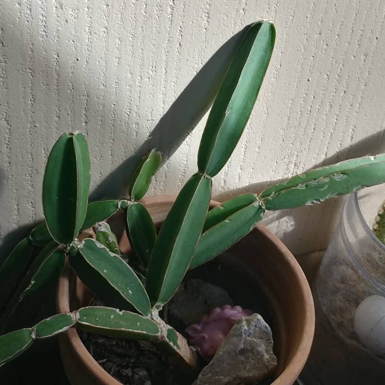 Plant image Cissus quadrangularis