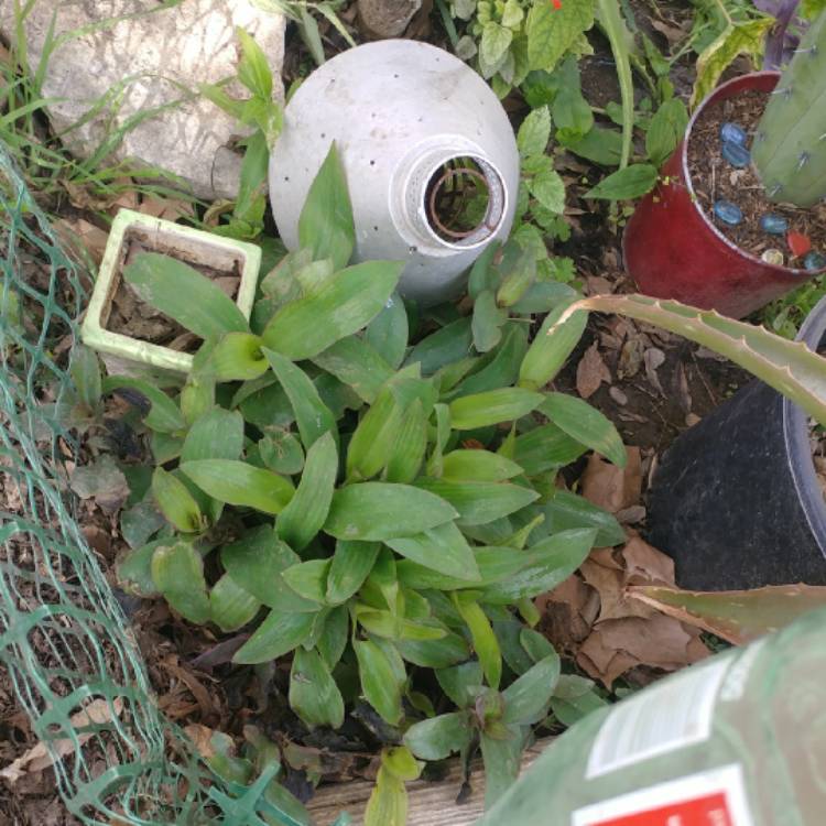 Plant image Tradescantia fluminensis