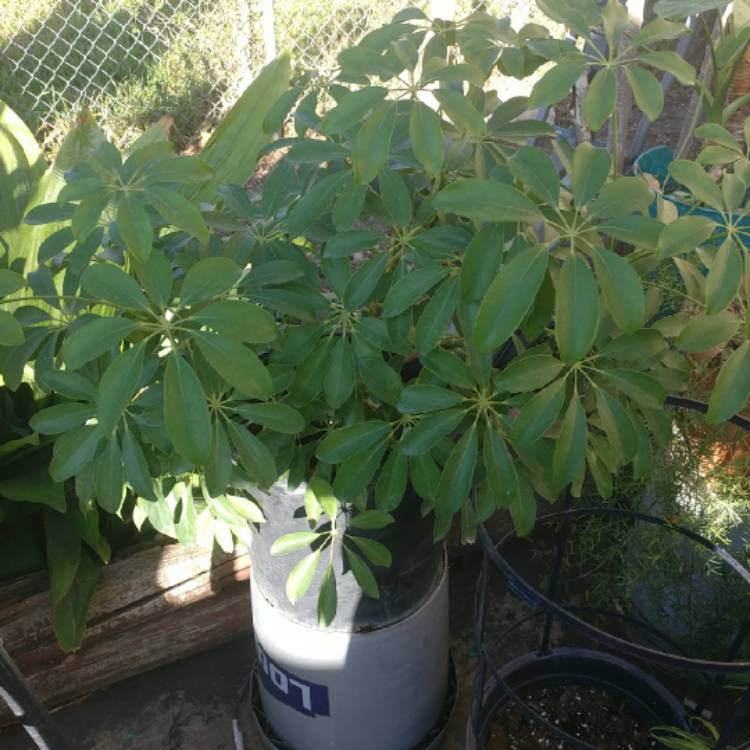 Plant image Schefflera arboricola