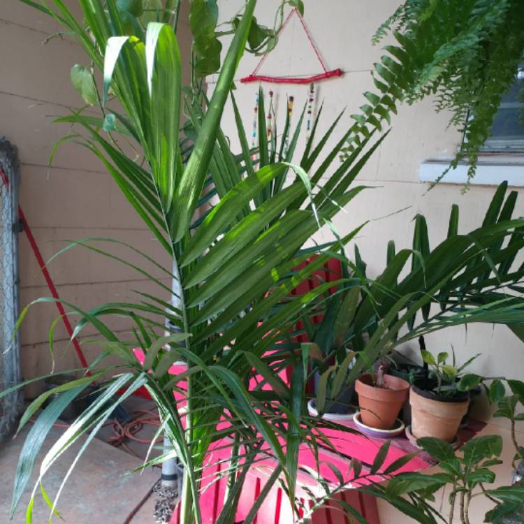 Plant image Ravenea rivularis