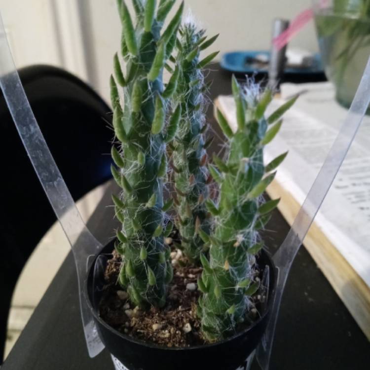 Plant image Opuntia Subulata