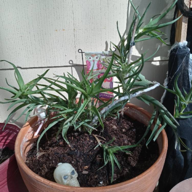 plant image 1446641
