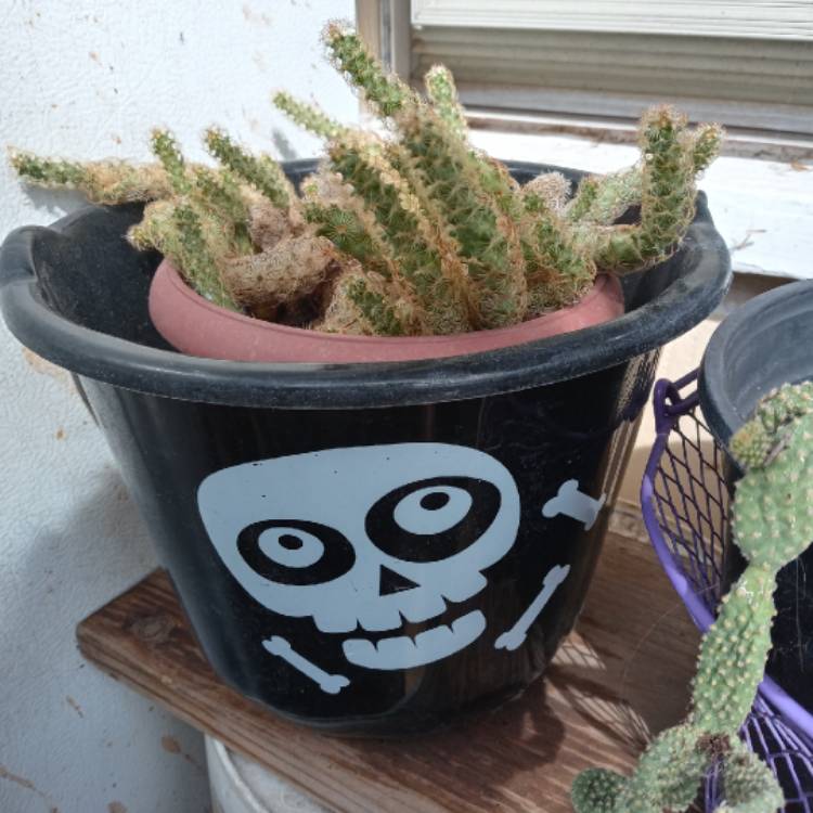 plant image 1446643