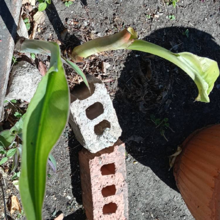 plant image 1451563