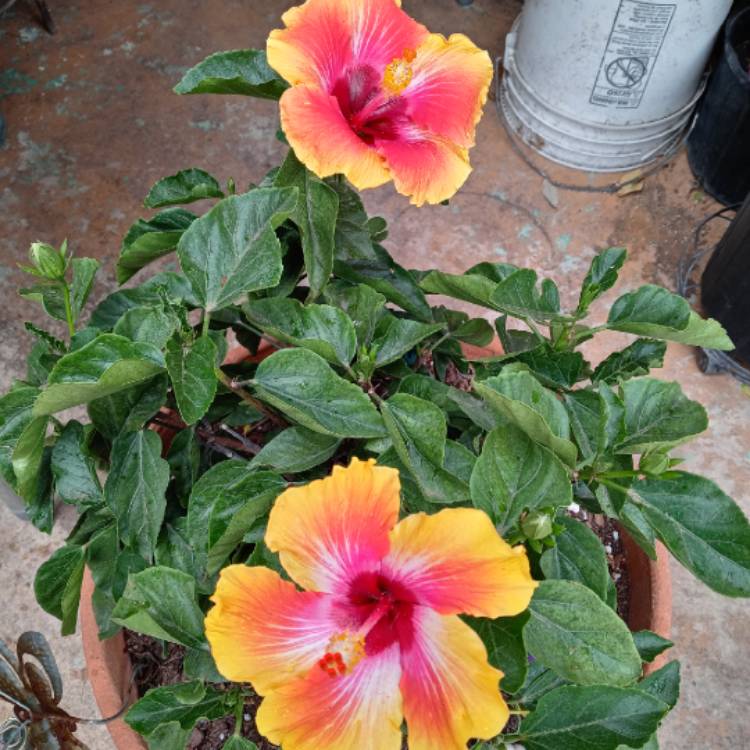 Plant image Hibiscus rosa-sinensis 'Hawaiian Sunset'