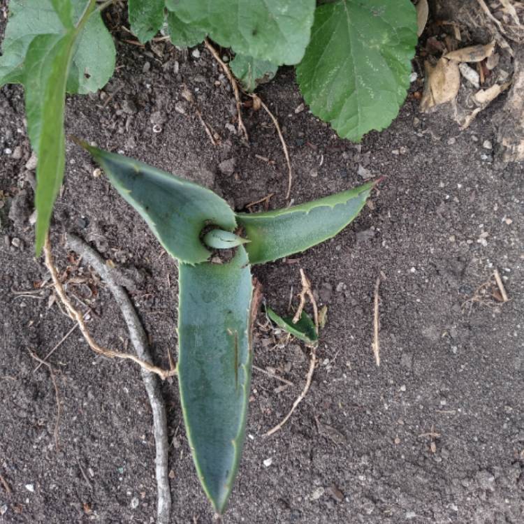 Plant image Agave Americana