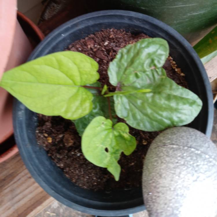 Plant image Ipomoea Alba
