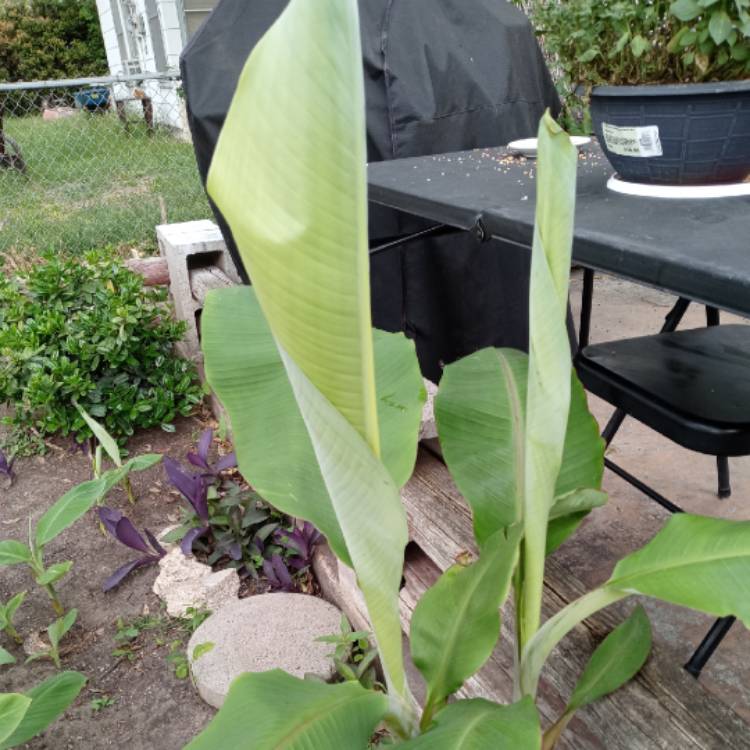 Plant image Musa