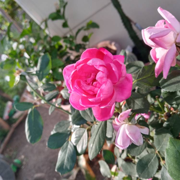 Plant image Rosa 'Radtko' syn. Rosa 'Double Knock Out'