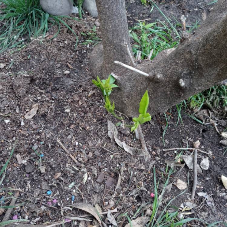 plant image 1464354